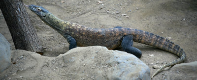 Komodo Dragon