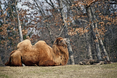 Bactrian Camel