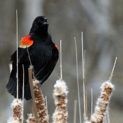 Red-Winged Blackbird