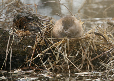 Muskrat