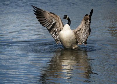 Canada Goose