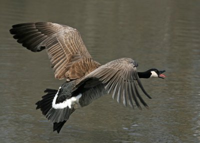 Canada Goose