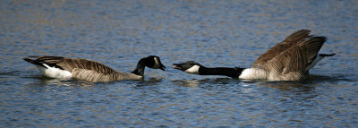 Canadian Geese