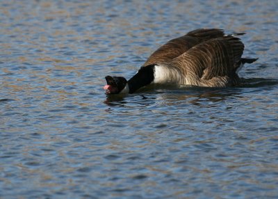 Canada Goose