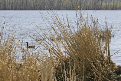 Nesting Canada Goose