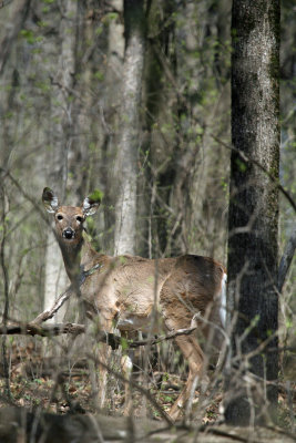 White-Tailed Deer