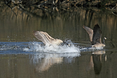 Canadian Geese