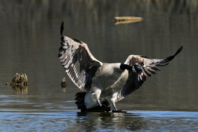 Canada Goose
