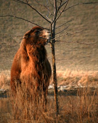 Bactrian Camel