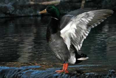 Male Mallard Duck