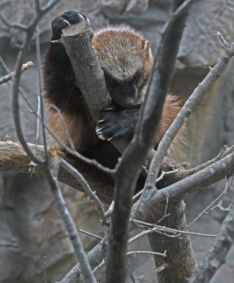 Wolverine