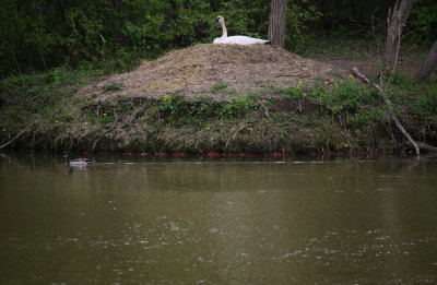 Nesting Trumpeter Swan and Male Mallard Duck