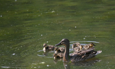 Female Mallard Duck and Ducklings