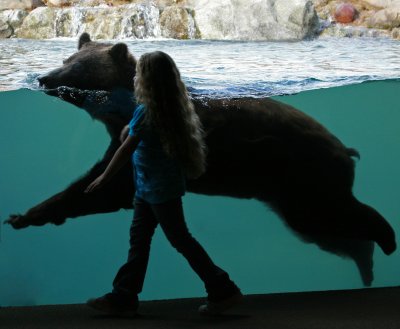 Brown Bear also known as grizzlies