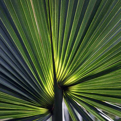 Palm Frond