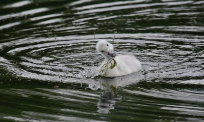 Cygnet, Baby Trumpeter Swan