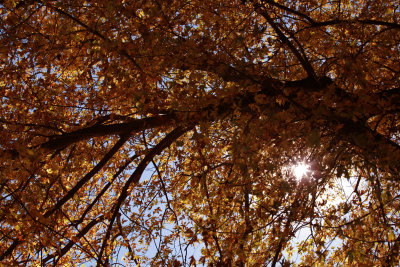 Autumn