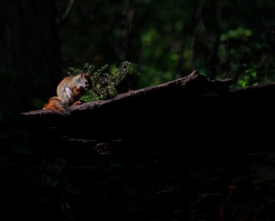 Red Squirrel