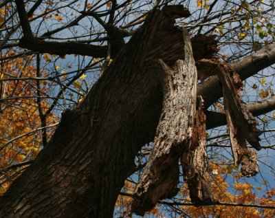 Dead Tree Standing