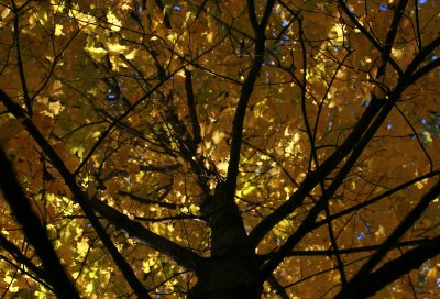 Autumn Tree