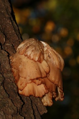 Fungi