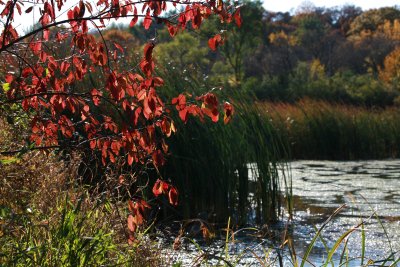 Wetland
