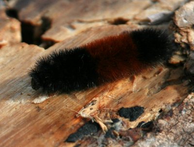 Wooly Bear Caterpillar