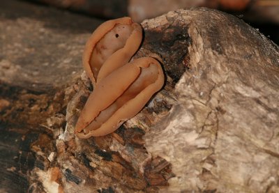 Fungi