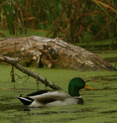 Male Mallard Duck
