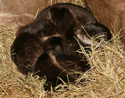 Asian Small-clawed Otter and pups