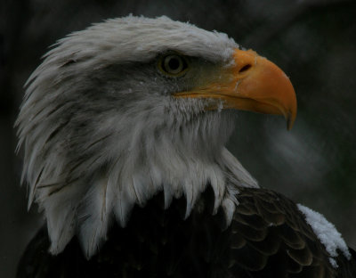 Eagle