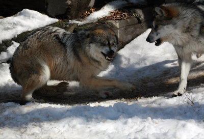 Mexican Gray Wolf