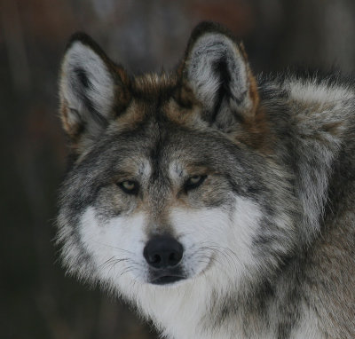 Mexican Gray Wolf Minnesota Zoo