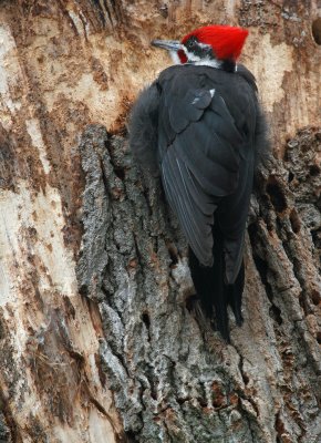 Pileated Woodpecker