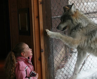 Wolf gazebo