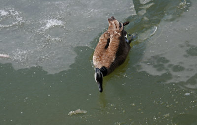 Canada Goose