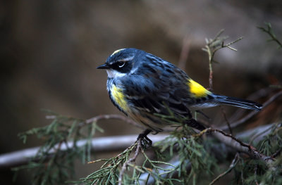 Chestnut-sided Warbler