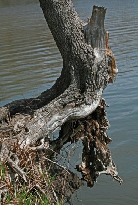 Water's Edge