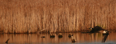 Canada Goose
