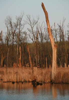 Dead Wood