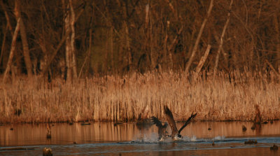 Canadian Geese Fighting