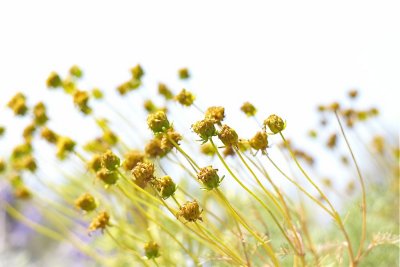 Native Spring Flower, California