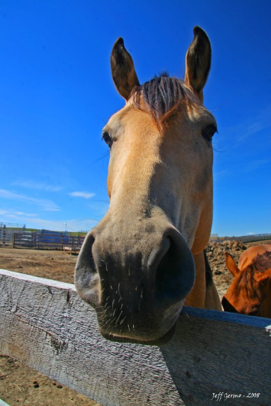 horse-nose.jpg