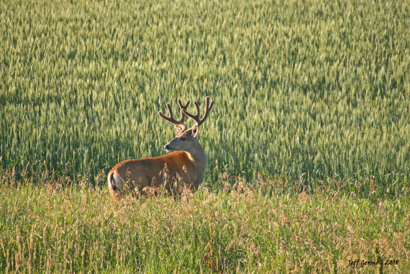 muley-buck2.jpg