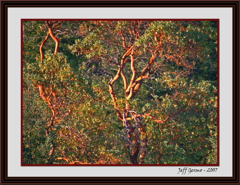 arbutus tree