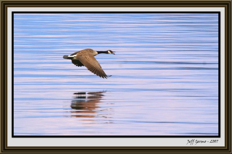 canada-goose-on-the-fly-fra.jpg