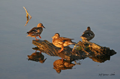 ducks-in-evening-sun.jpg