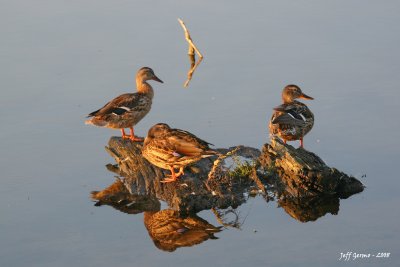 ducks-in-evening-sun2.jpg