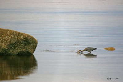 blue-heron-fishing1.jpg