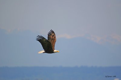 eagle-against-mountains.jpg